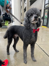 Load image into Gallery viewer, Pingree Pet Tie