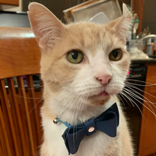 Load image into Gallery viewer, Pingree Pet Tie