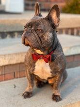 Load image into Gallery viewer, Pingree Pet Tie