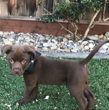 Load image into Gallery viewer, Pingree Pet Tie