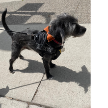 Load image into Gallery viewer, Pingree Pet Tie