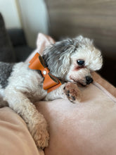 Load image into Gallery viewer, Pingree Pet Tie
